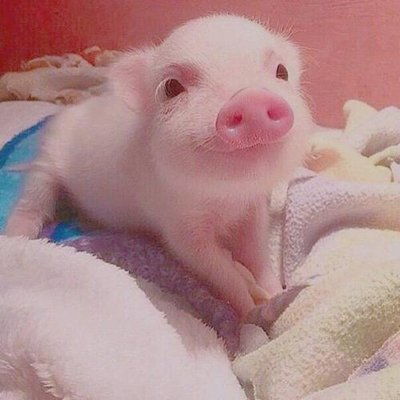 生肖豬與生肖雞 勇往直前，財星高照，驚喜連連