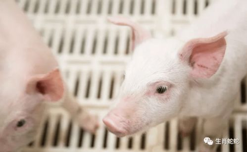 屬豬者六月提醒 以靜制動(dòng)，轉(zhuǎn)憂為安