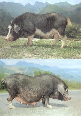 關(guān)嶺豬與關(guān)嶺雞 貴州山區(qū)的生態(tài)養(yǎng)殖瑰寶